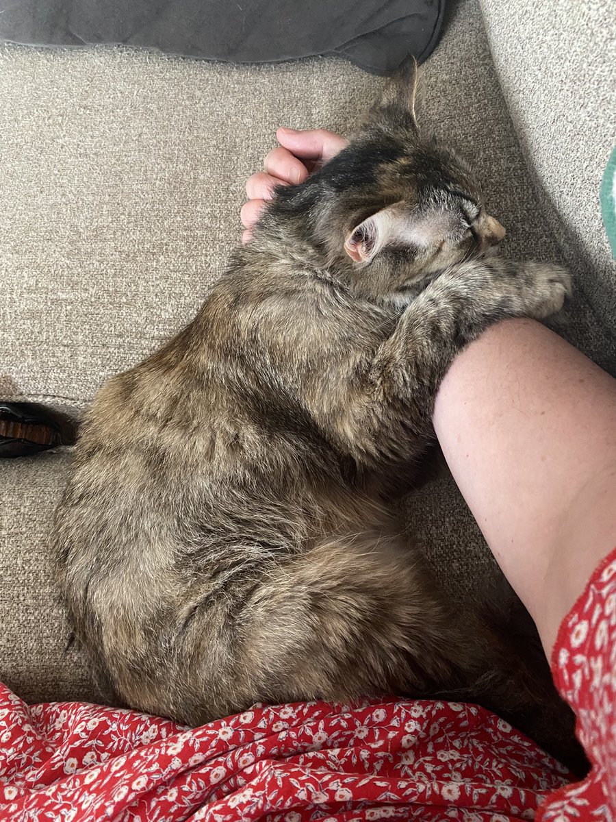 𓅰🌸Spring Grace in the Mountains🌲🕊️🇺🇸 tweet media