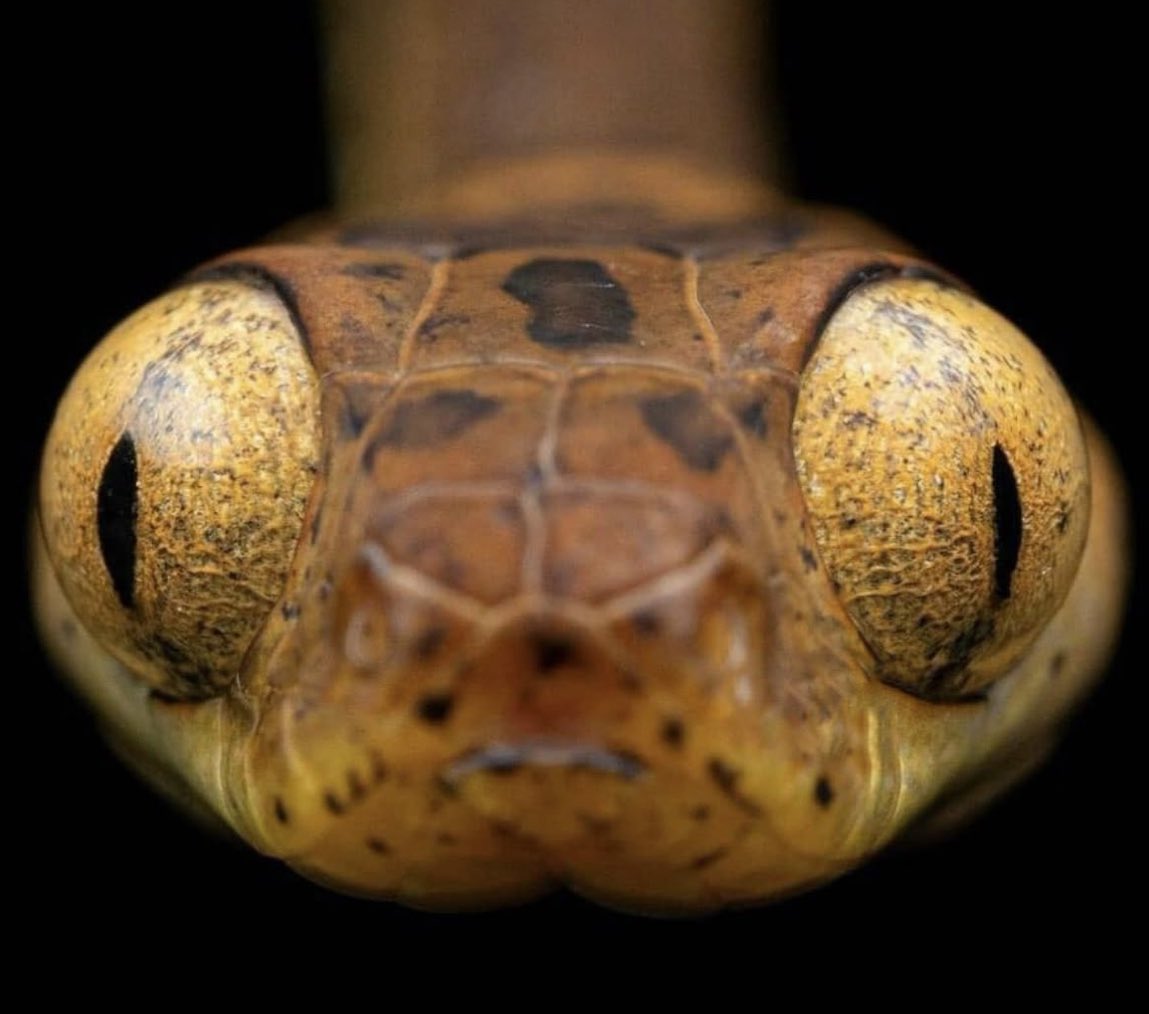 MoltenPythonVA (🐍SnakeFemboy🌋) tweet media