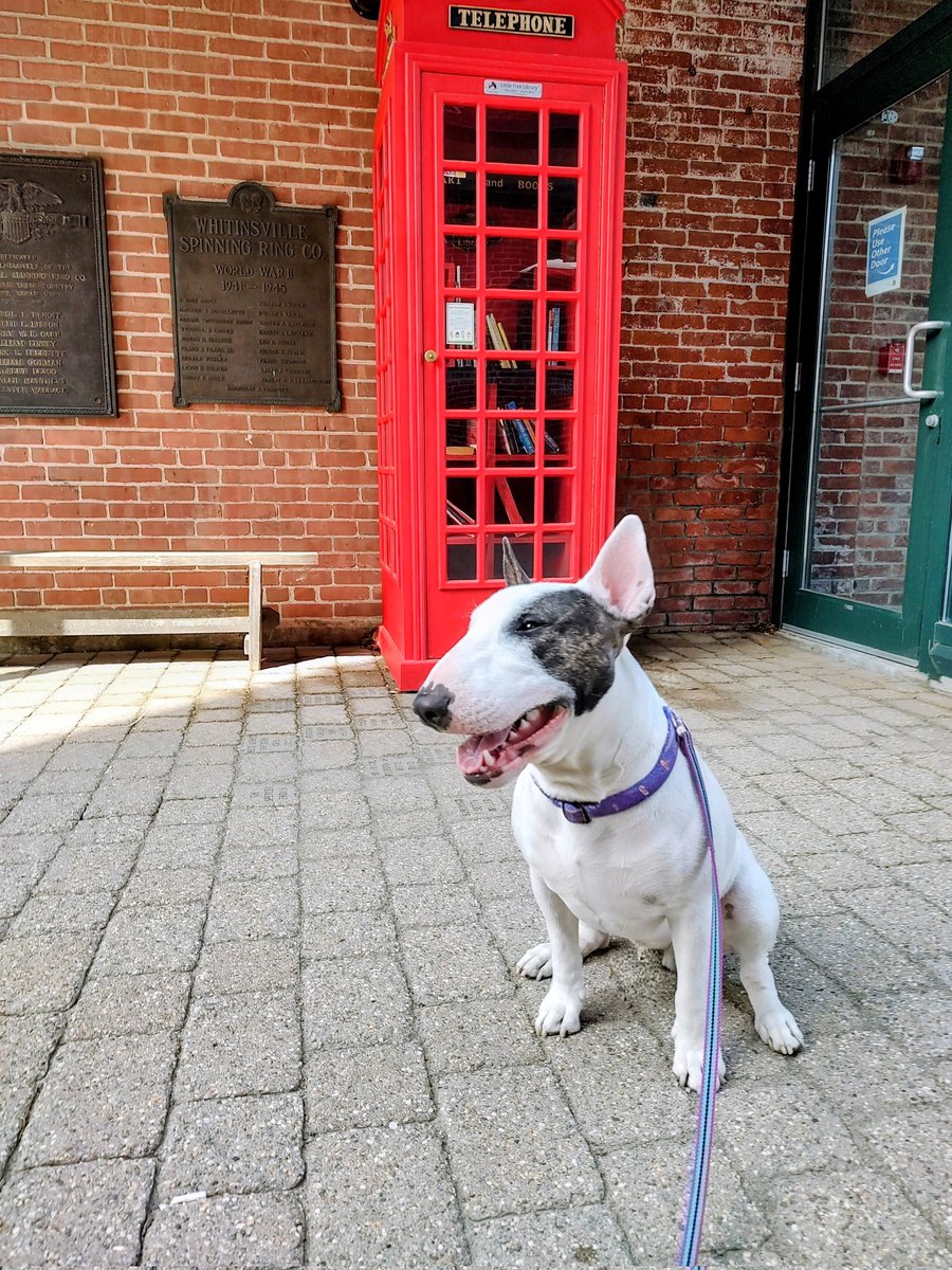 rexthetvterrier's tweet image. All of a sudden, it's #Summer !  85° here today.  I'm not quite ready for this heat.  But I'm not hating it
#Spike #Tuesday #Dogs