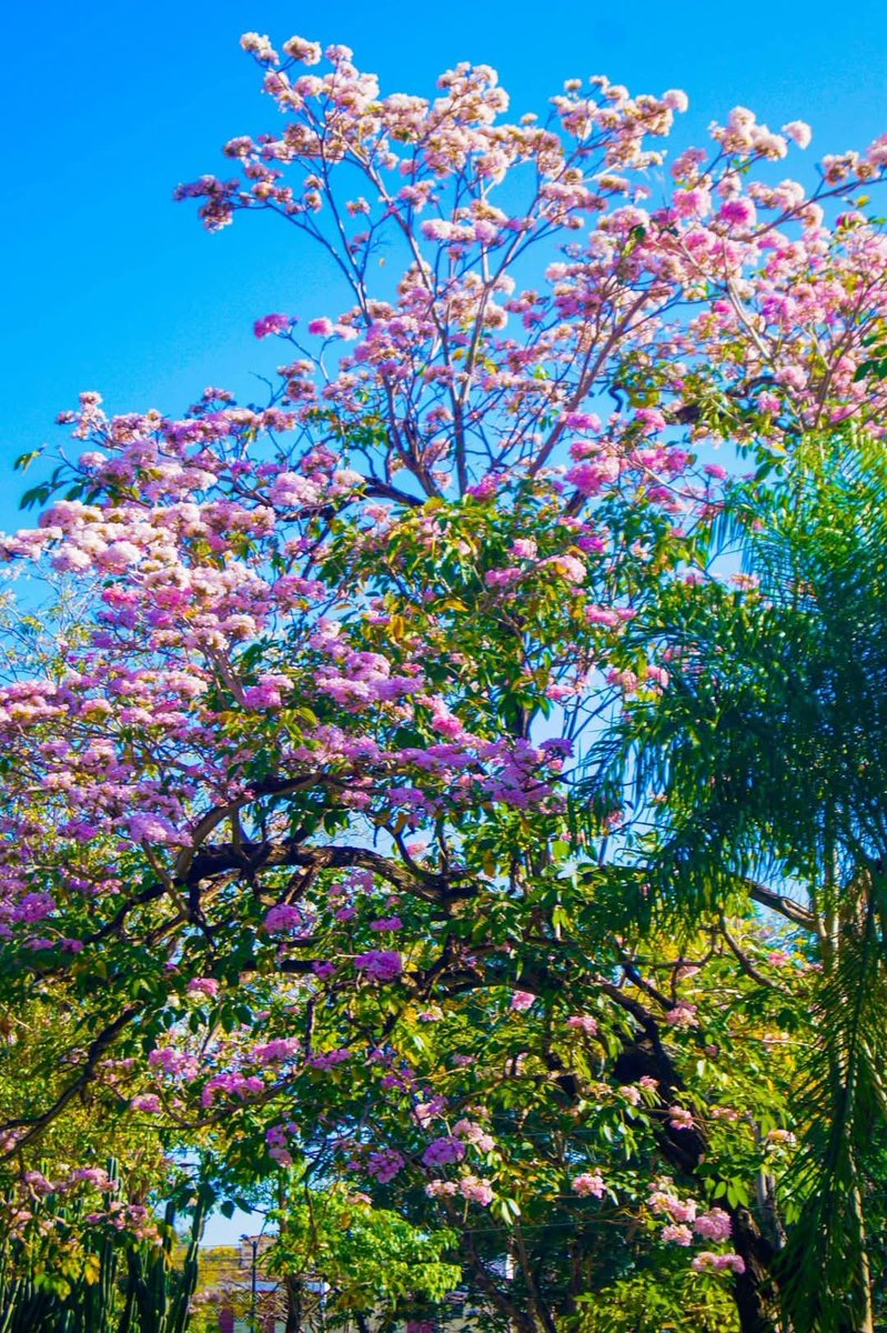 #ProvinciaGranma recuerdo a Martí:
"...Es como la elegancia, mi María, que está en el buen gusto, y no en el costo. La elegancia del vestido,—la grande y 
verdadera,—está en la altivez y fortaleza del alma. Un alma honrada, inteligente y libre..."