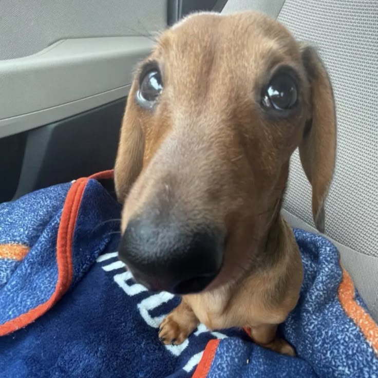 𝙱𝚎𝚎𝚕𝚕𝚊𝚙𝚘𝚛𝚛𝚊 tweet media