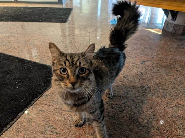 PetfindToronto's tweet image. #FINCH #WARDEN  Pls RT2unite #FOUND #CAT- 10-Apr-26 #Toronto Animal Services A1032159 #EAST 416-338-7539 BRN TABBY WHT DMH M/1Yr