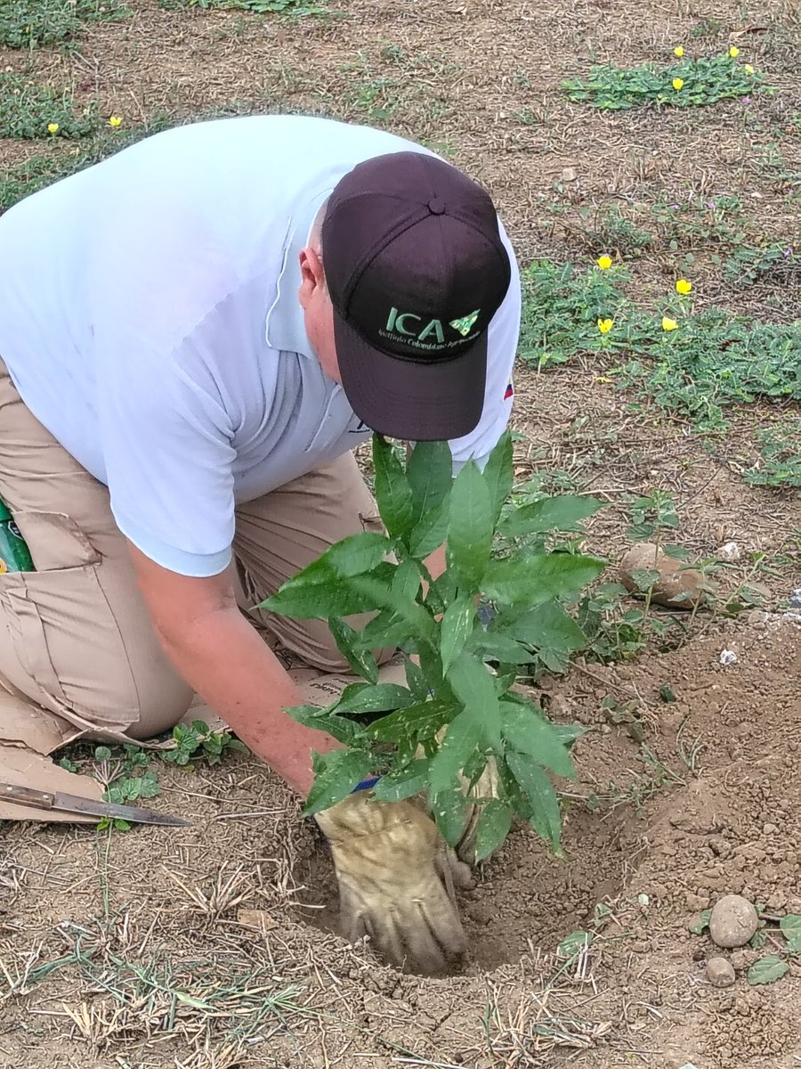 Celso Barbosa tweet media