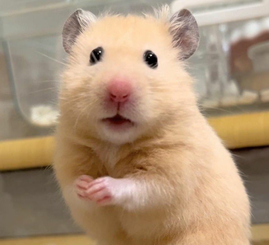 TU ANSIEDAD ✵ tweet media