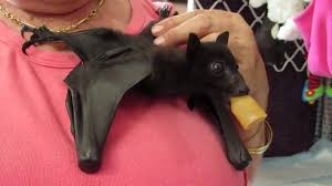 The Bad Guy tweet media