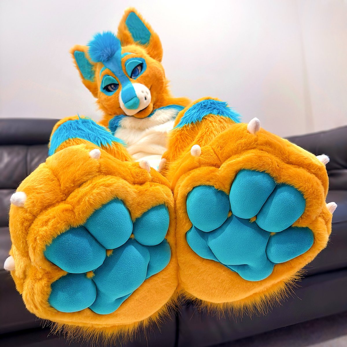 Riley Dog 🧡@ CFz tweet media