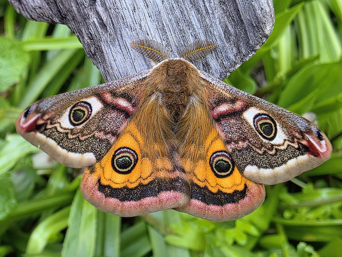 Ooooof! His Imperial Majesty has paid us a visit 🙂 A pristine, simply stunning ♂️ Emperor in the garden this afternoon. 
#cleymothobs
#norfolkmoths
#teammoth