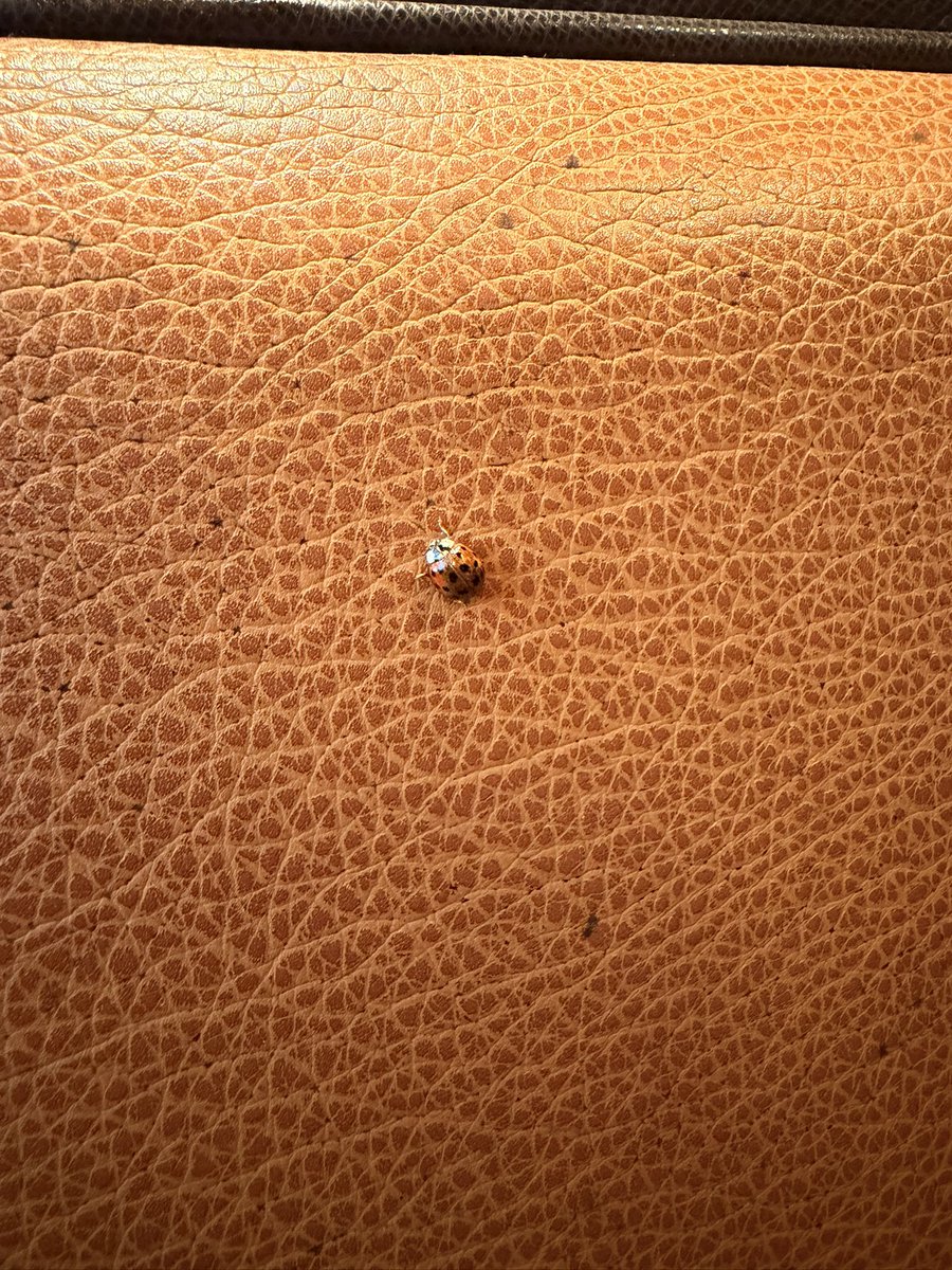 crayhoela1's tweet image. 🐞🐞Guess who #crashed lunch 🐞🐞