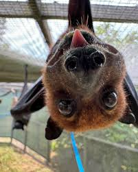 The Bad Guy tweet media