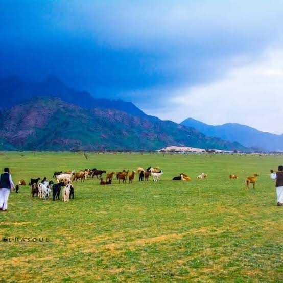 -imagination tweet media