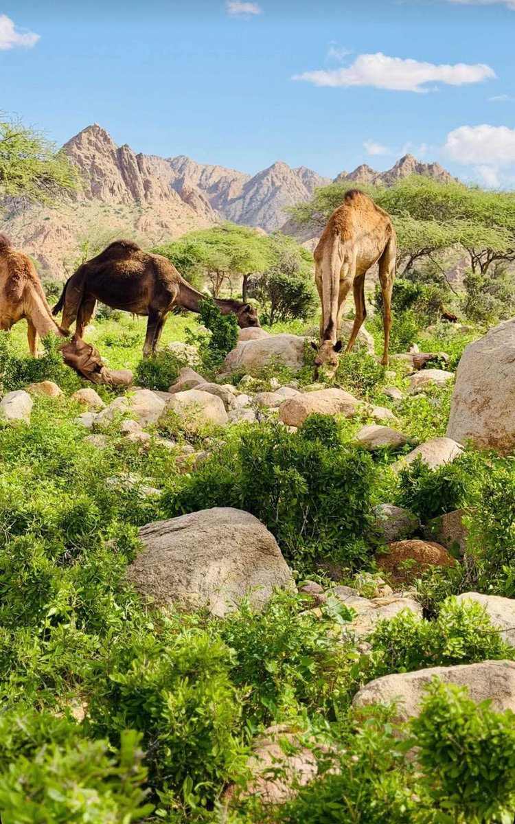 -imagination tweet media