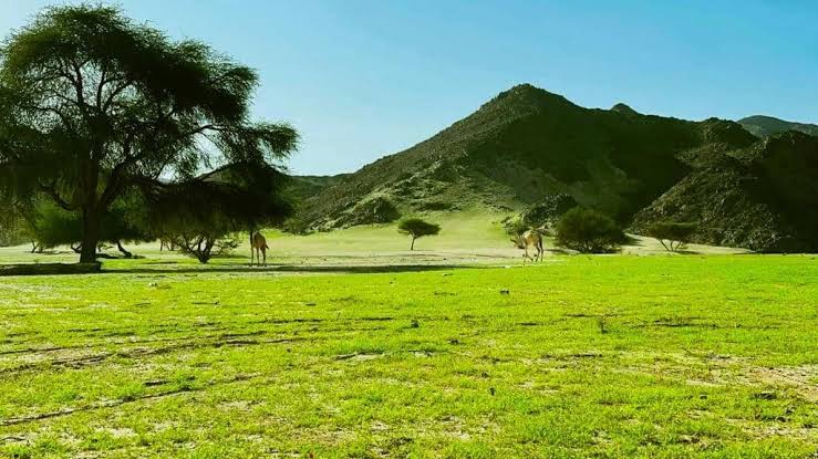 -imagination tweet media