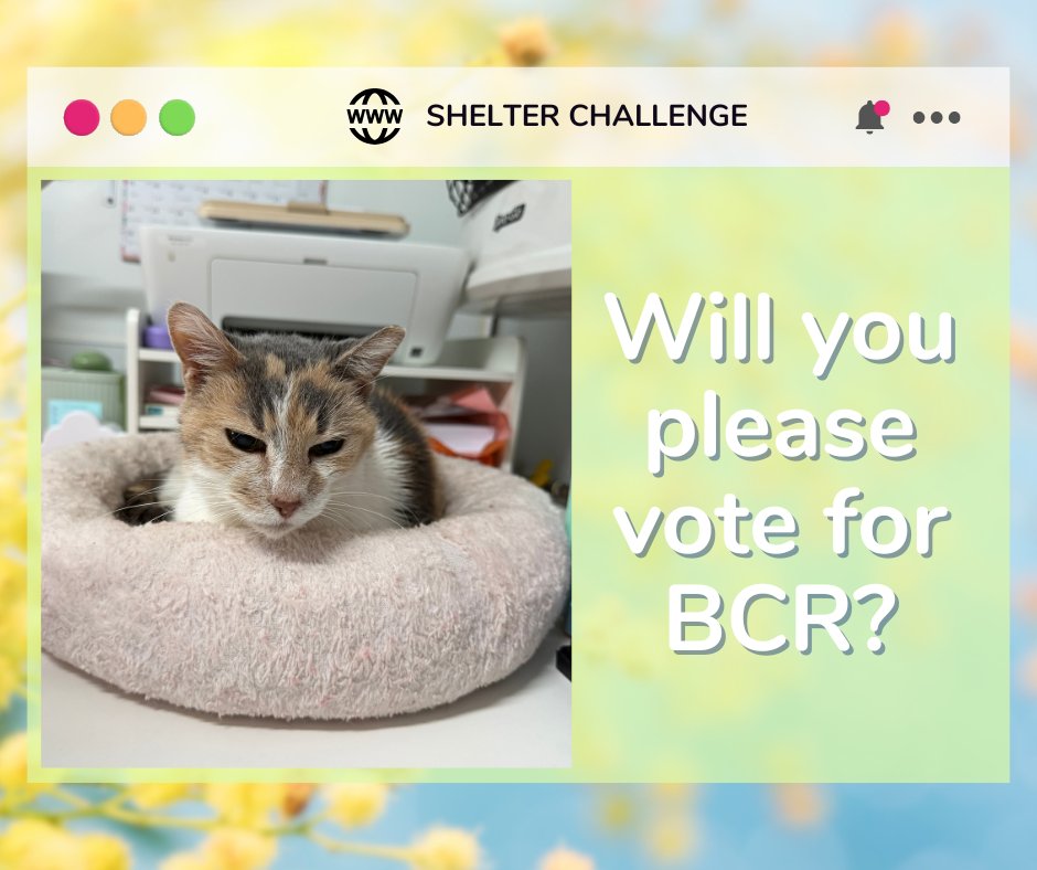 Warm Hearts, Fresh Starts Shelter Challenge is here! 🐾 Vote for blind, FELV+, &amp; FIV+ cats—it's free &amp; quick! Daily votes help them win! 😺 🐾

🔗 VOTE: bit.ly/3Ue7TmV
📧 Need a reminder? Email: blindcat@blindcatrescue.com

Thank you so much for helping the kitties! 💙