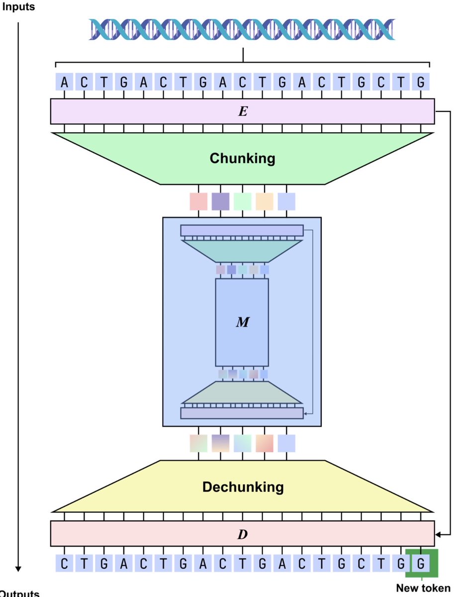 dnaHNet: A Scalable and Hierarchical Foundation Model for Genomic Sequence Learning arxiv.org/pdf/2602.10603
