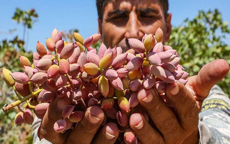 afsixo's tweet photo. 📍 Iran
Pistachio harvest https://t.co/OOEkx59Mah