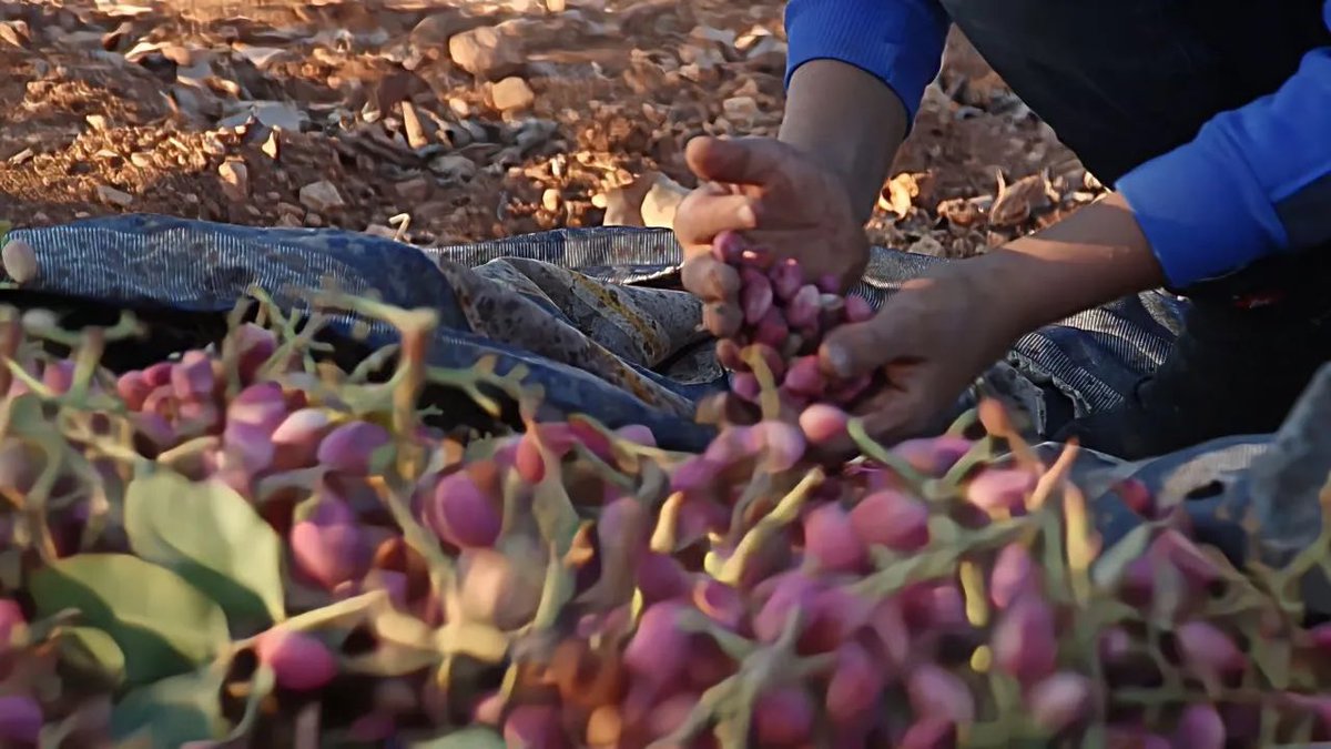 afsixo's tweet photo. 📍 Iran
Pistachio harvest https://t.co/OOEkx59Mah