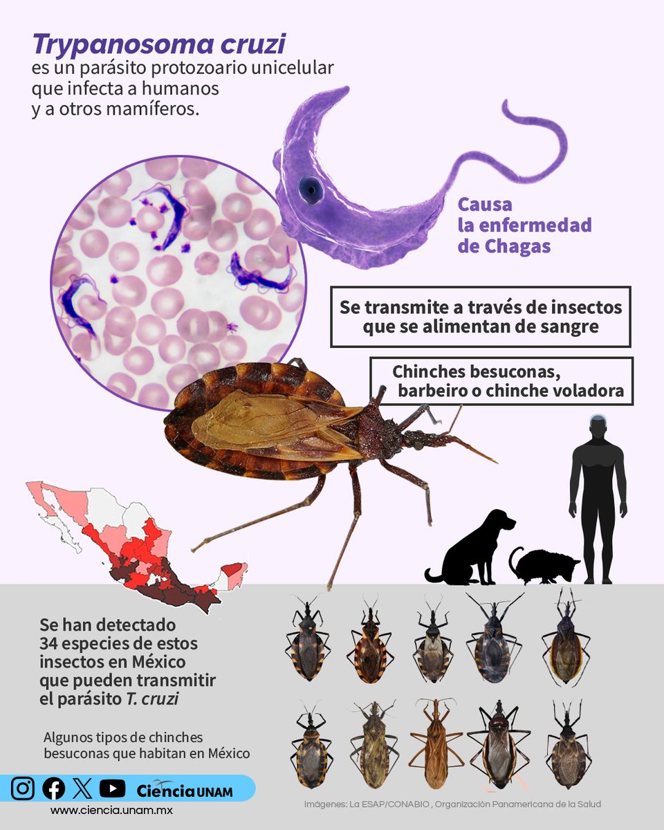 Ciencia_UNAM's tweet image. #Salud | Te contamos sobre la #enfermedad de #Chagas.
T. cruzi, parásito protozoario unicelular que infecta a humanos y a una gran variedad de otros mamíferos produce una infección que, a lo largo de los años, se puede transformar en una enfermedad grave.
bit.ly/3WfenTl