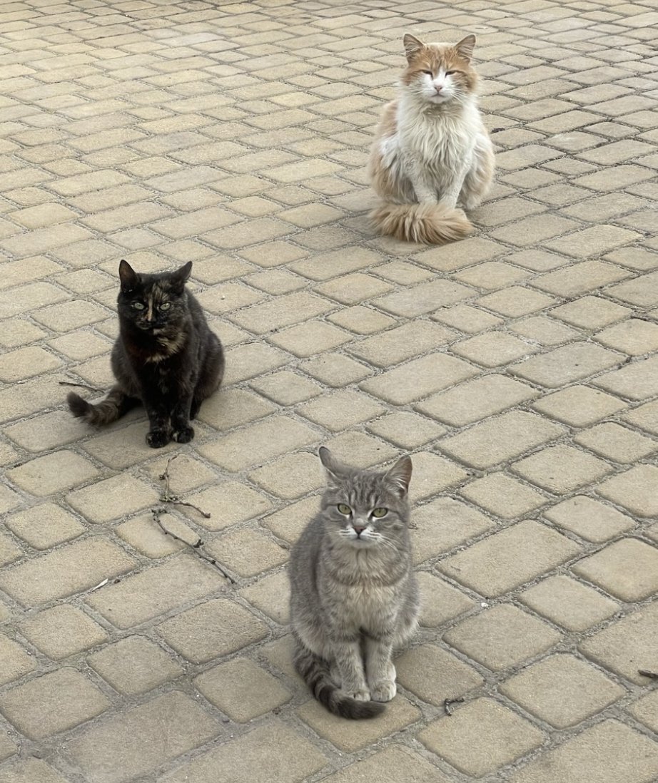 Майор tweet media