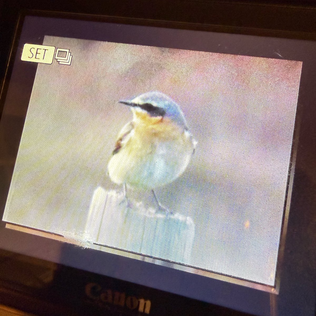 TheBeardedBirders tweet media