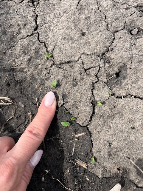 ISUCropNews's tweet image. Wet conditions, limited fieldwork, and early‑season pests—what’s happening across Iowa fields right now? @ISUExtension field agronomists share updates in this regional crop update:
👉 crops.extension.iastate.edu/post/regional-…
#IowaAg #CropUpdate #PlantingSeason #ISUExtension