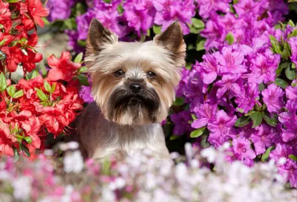 Hollywood Dogs tweet media