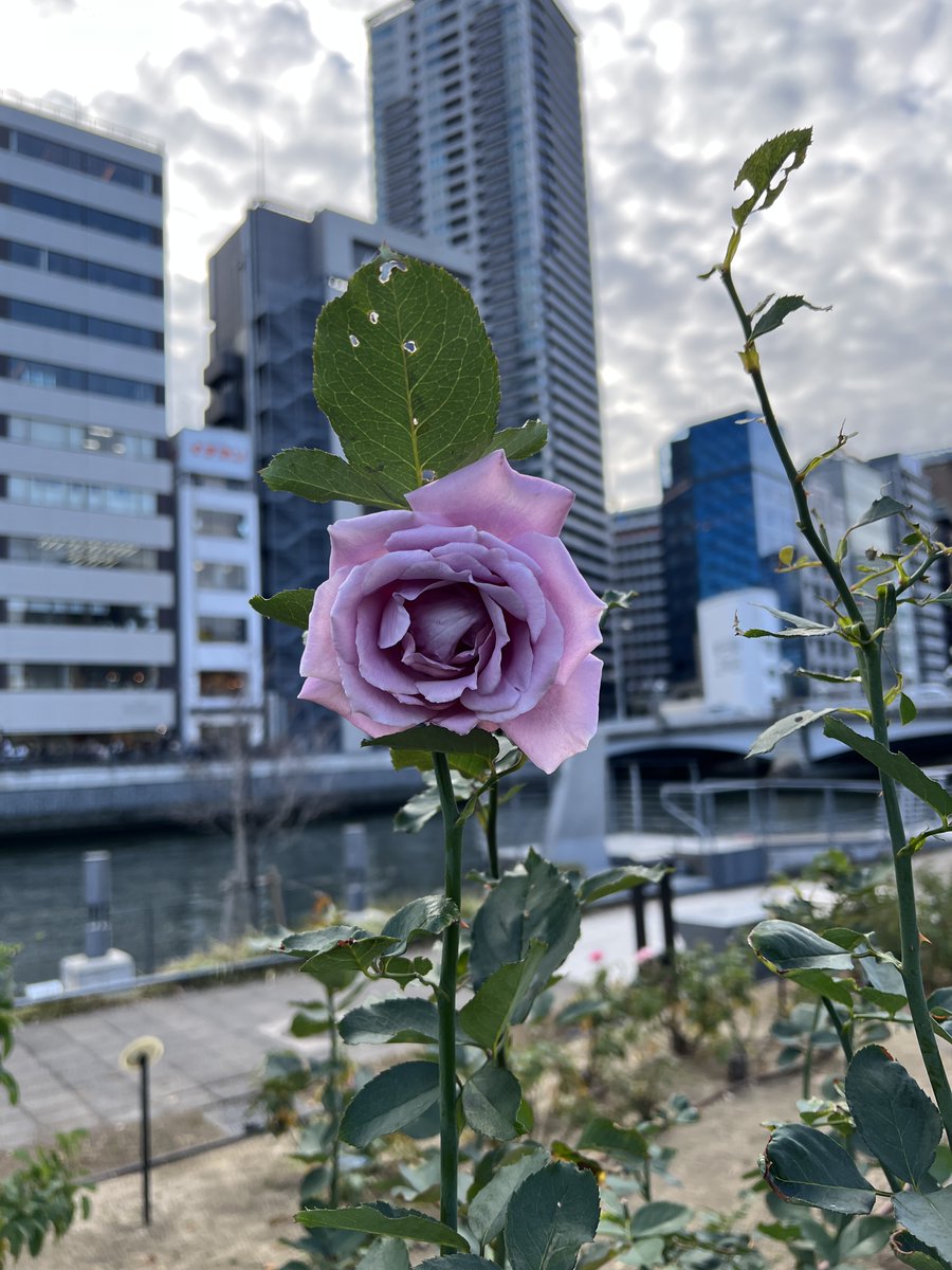 paponyan_osaka's tweet photo. おはようございます🌹
やさしい藤色が美しい
🇯🇵藤娘✨
都会の風景にそっと溶け込む一輪😊
※本日はiPhone撮影です📱
良い一日を🌿
#中之島バラ園 #薔薇 #バラ #藤娘 #Fujimusume #癒し #大阪散策 https://t.co/n1Ok4HtjNZ