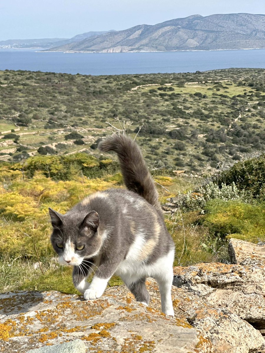 CatsofIraklia's tweet image. Lovely little Koukla is a spayed female pictured exploring the hilltop village cat colony overlooking this beautiful Greek island where we care for the Aegean #Cats 
You can help the #cats by making a small donation to fund vital healthcare and food. Purr!
gofundme.com/f/cats-of-irak…