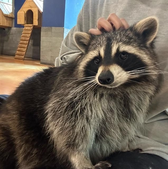 silly raccoons & pandas tweet media