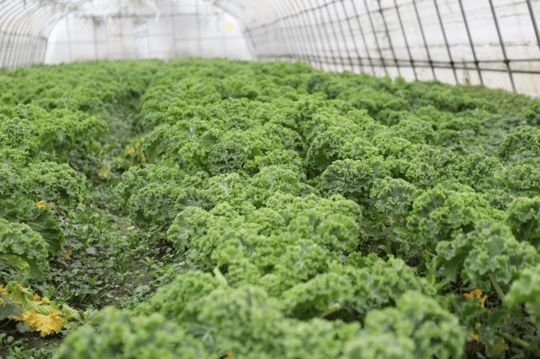 TurtleBeach0491's tweet photo. "Fresh pick! Today’s haul: crisp kale, sun-ripened tomatoes, creamy avocado u0026 zesty lemon—perfect for a vibrant salad. Shop local for peak flavor! " https://t.co/GdXJsUDDcI