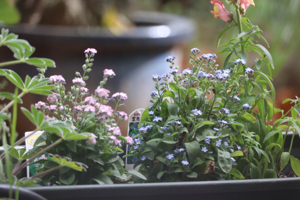 kumapico tweet media