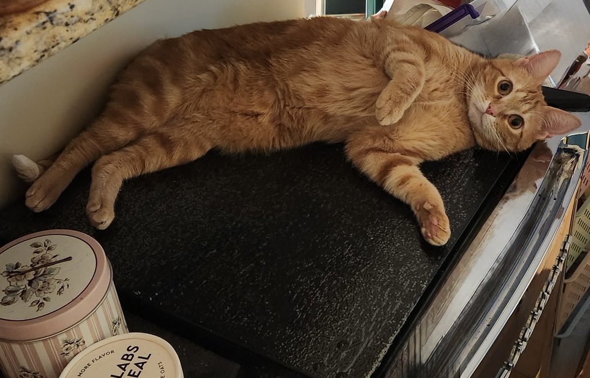 ✨🦋Tara🦋✨ tweet media