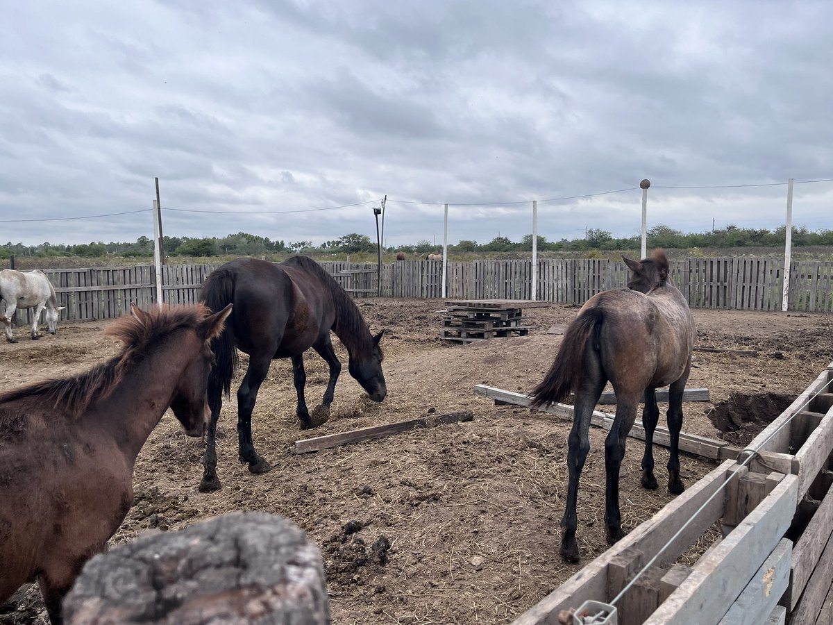 _charlycardozo's tweet photo. 🐴 Estuvimos en Periplo Equino en Piñero, que aloja a más de 100 animales, 60 de ellos caballos secuestrados en diversos operativos por maltrato, faena y hornos, por organismos de control provinciales y municipales.

🐴 Estas instituciones son un complemento de máxima importancia en las políticas de salud animal, por eso las apoyamos de manera permanente.