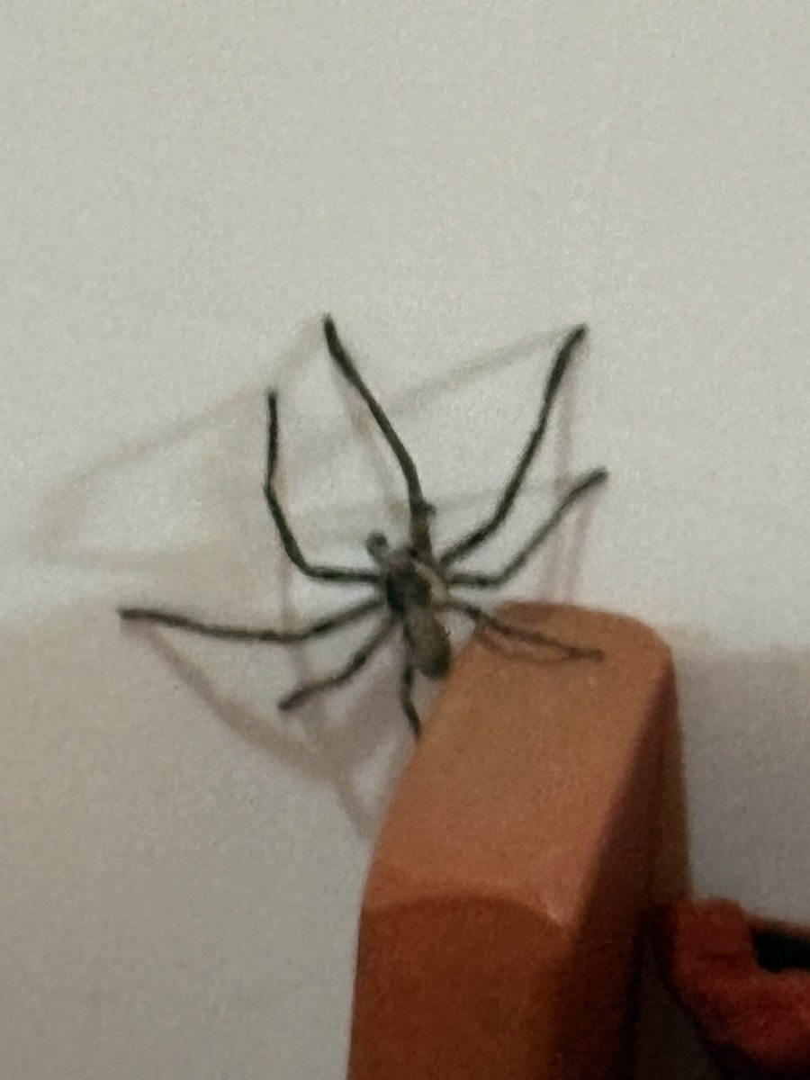 ferchwdt's tweet photo. @nmr2776 Esta durmió a cm de mi cabeza en Chascomús en casa alquilada🥴 https://t.co/emSH7ycS21