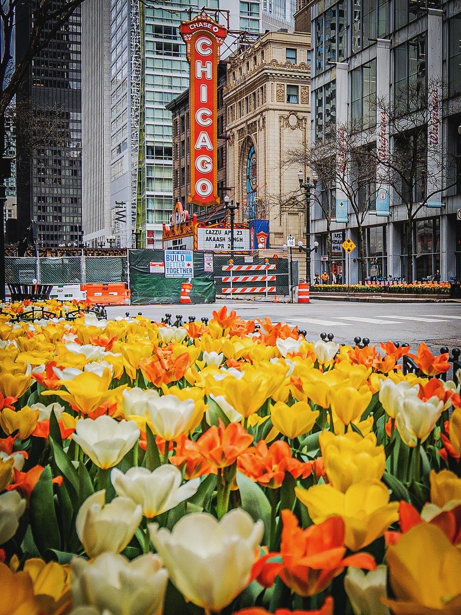 JoshuaMellin's tweet image. 💐 Spring, Sprang, SPRUNG #Chicago instagram.com/p/DXIBj4Mn5B8/…