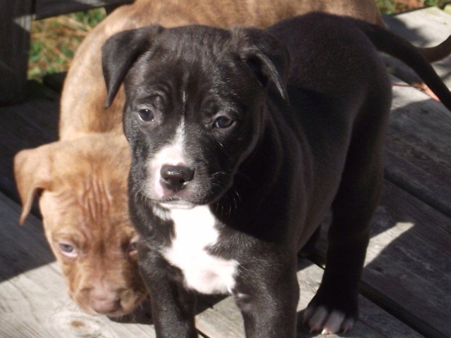 Dave Peasant, Aspiring Lorax tweet media