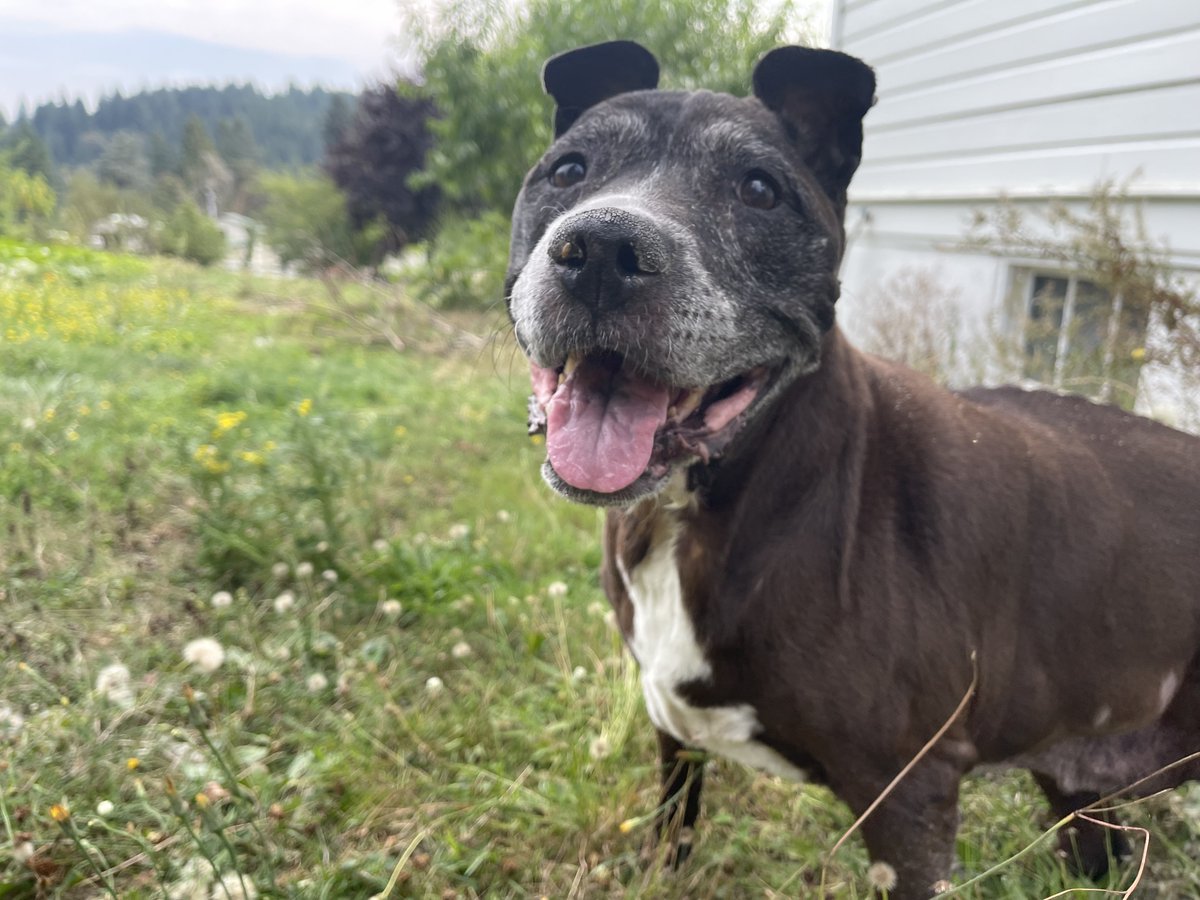 Dave Peasant, Aspiring Lorax tweet media