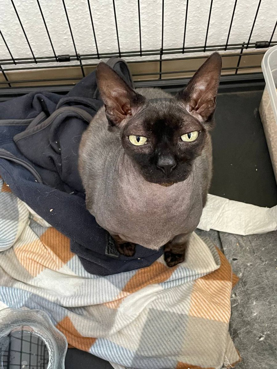 мои крестницы.
Пика. Луна. Слива.