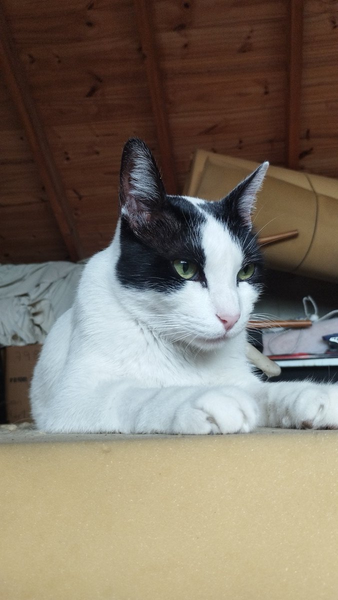 Fla 🍍 (FLAUDIA) tweet media