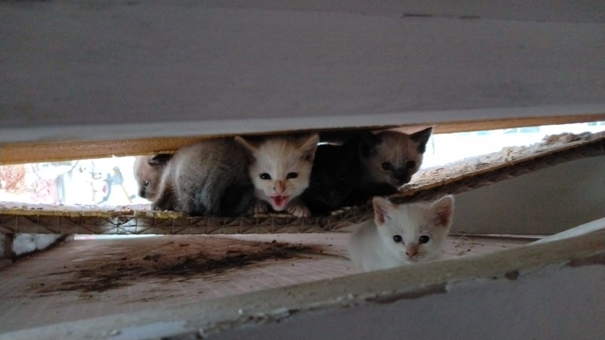 Necesitamos ayuda urgente en Alicante 🙏
Acogidas, leche y comida para cachorros.
También buscamos familias para adopción responsable 🐾
Contacto: 601267353