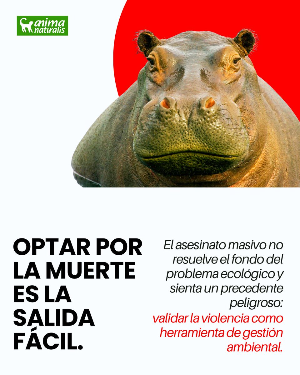 AnimaNat_Col's tweet photo. 💔 ¡NO AL EXTERMINIO! El Gobierno de Colombia ha autorizado el asesinato de hipopótamos, camuflándolo bajo el término "eutanasia".
#YoSoyAnimaNaturalis #NoAlExterminio #HipopotamosColombia #DerechosAnimales https://t.co/vubsb6S16B