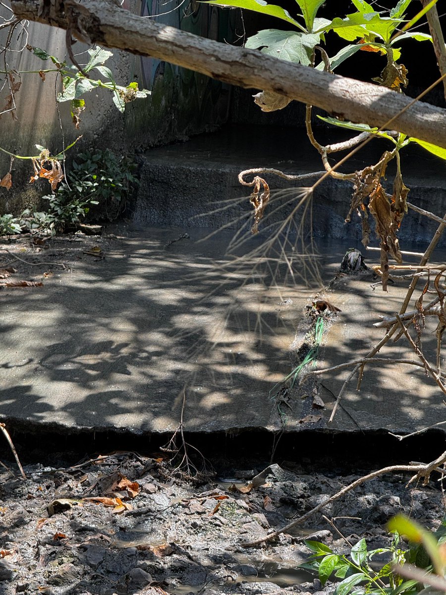 Pepe Toral tweet media
