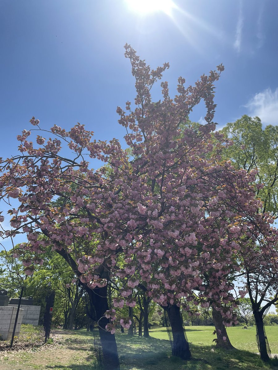 おはよん╰(*´︶`*)╯4.15（水）

昨日は友達と少し足を伸ばして大きな公園までお散歩👣
桜は葉桜になってたけど、可愛い八重桜が満開でした🌸

帰宅したら、多肉ちゃんも咲いてた♫

#睡曜日