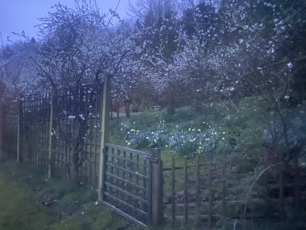 TSundancer's tweet photo. Here for a moment 🙏🏻 #beauty #dérive #blossom https://t.co/rBMi8UZ4qQ