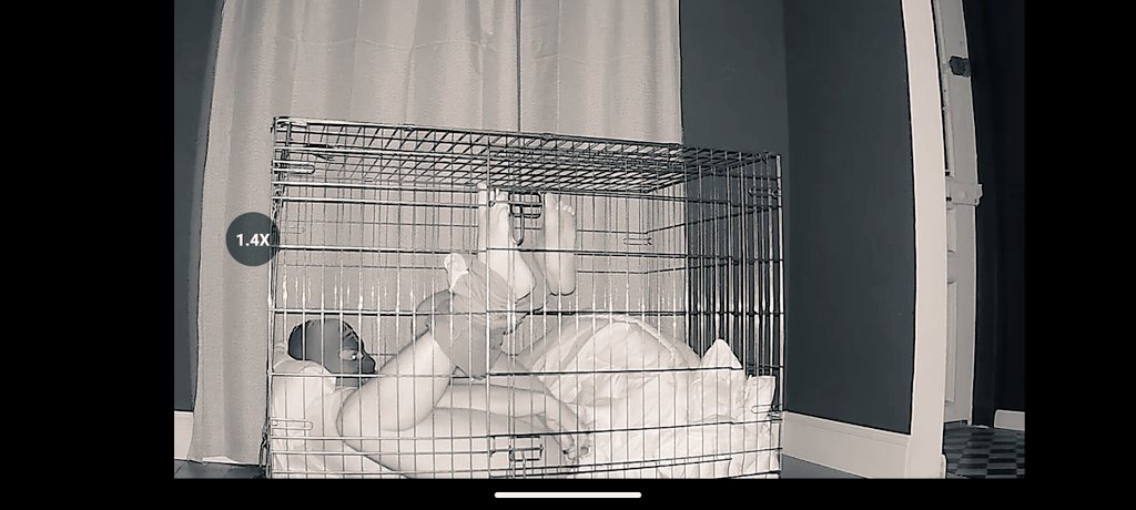 AbAnderson91's tweet photo. Donnez un titre à cette photo 🤣
#soumis #cage https://t.co/jbRVB3AF6z