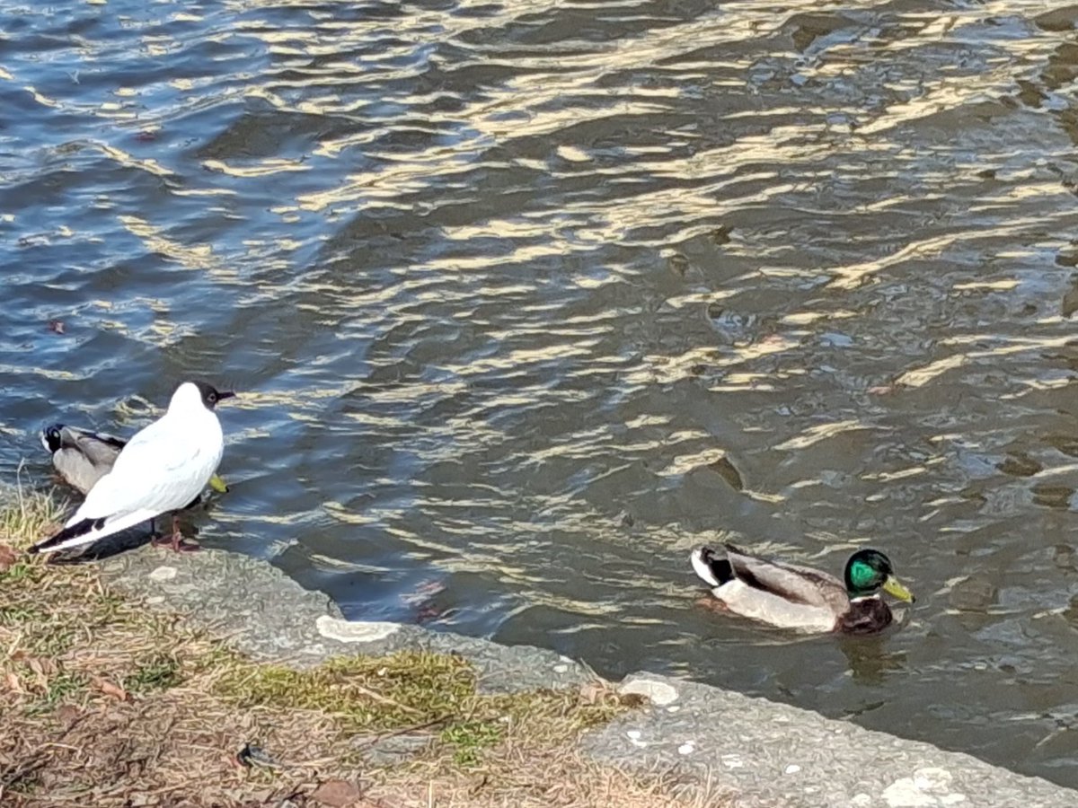 ハル🇸🇪Kindle 出版📚マインドフルな毎日をスウェーデンよりお届け tweet media