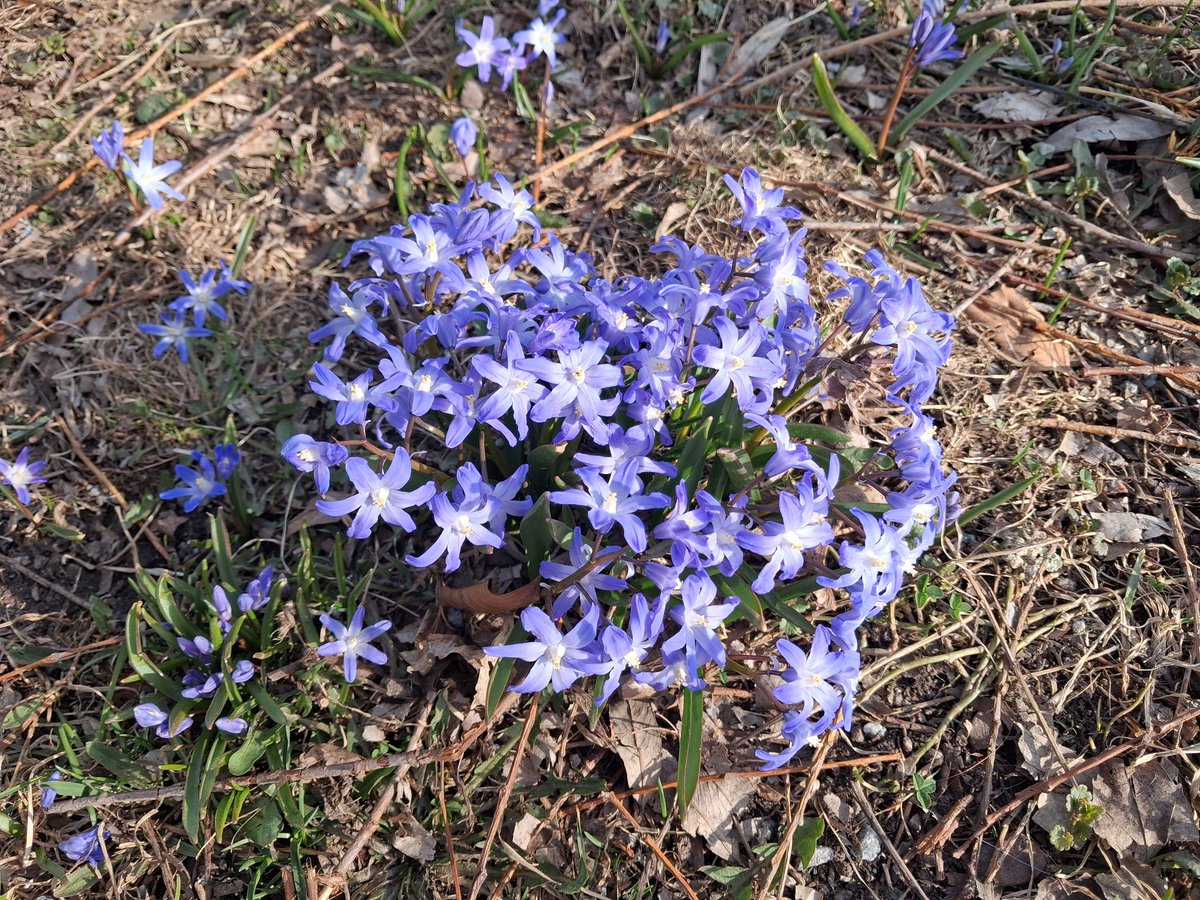 ハル🇸🇪Kindle 出版📚マインドフルな毎日をスウェーデンよりお届け tweet media