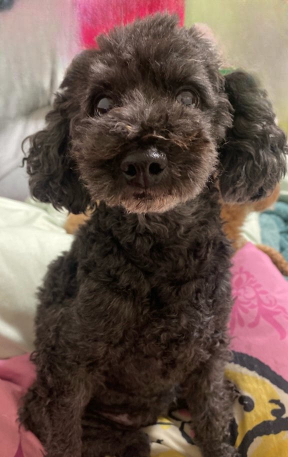 中村福助 tweet media