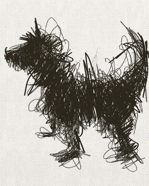 Ramin Nasibov tweet media