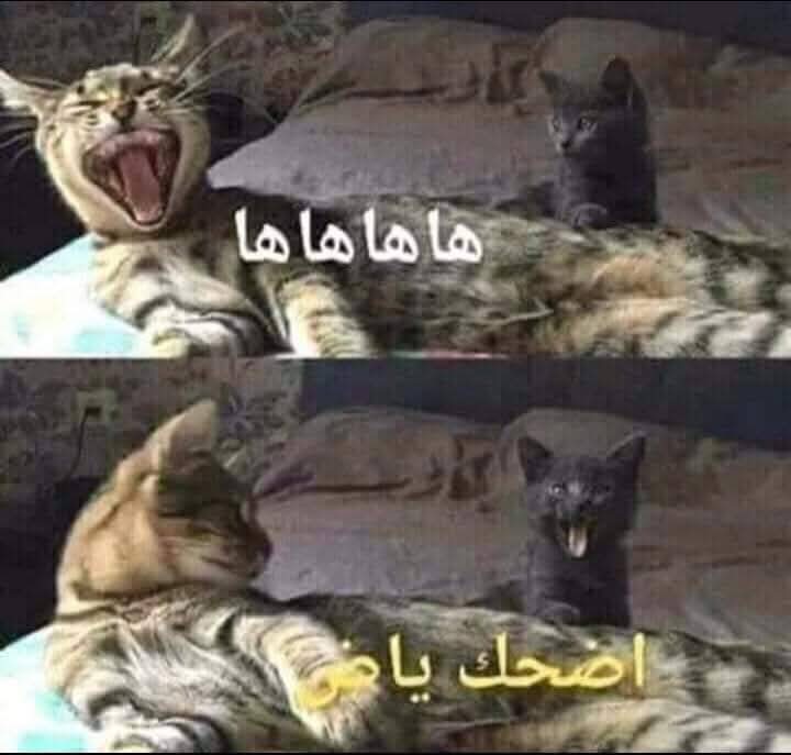 Hussain 💝ELdawely tweet media