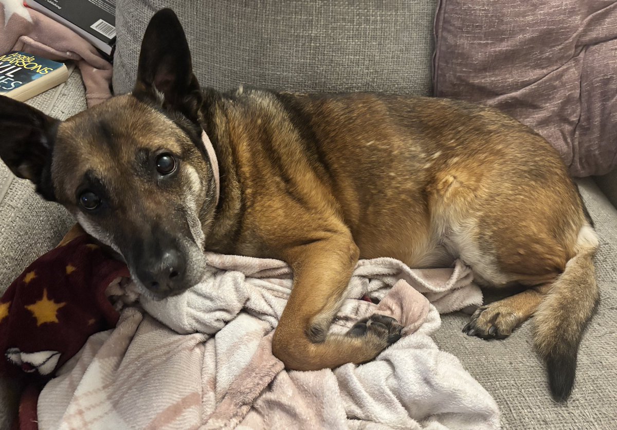 RPD Snap tweet media